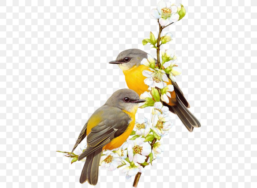 Bird Drawing Painting, PNG, 465x599px, Bird, Beak, Bird Nest, Bird Of Prey, Branch Download Free