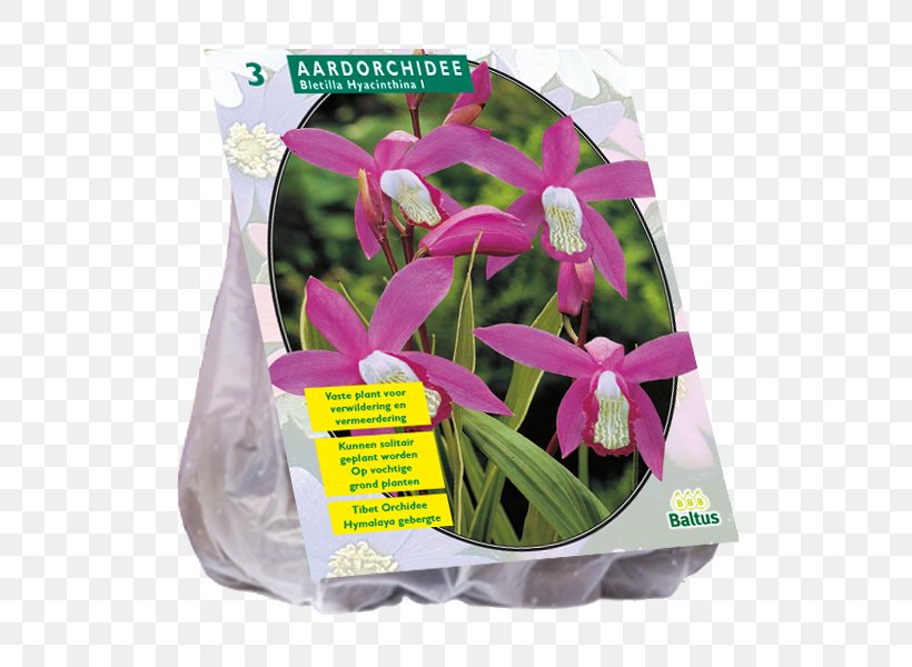 Incarvillea Vascular Plant Bulb Powell's Swamp Lily Gladiolus, PNG, 800x600px, Vascular Plant, Bolgewas, Bulb, Color, Crinum Download Free