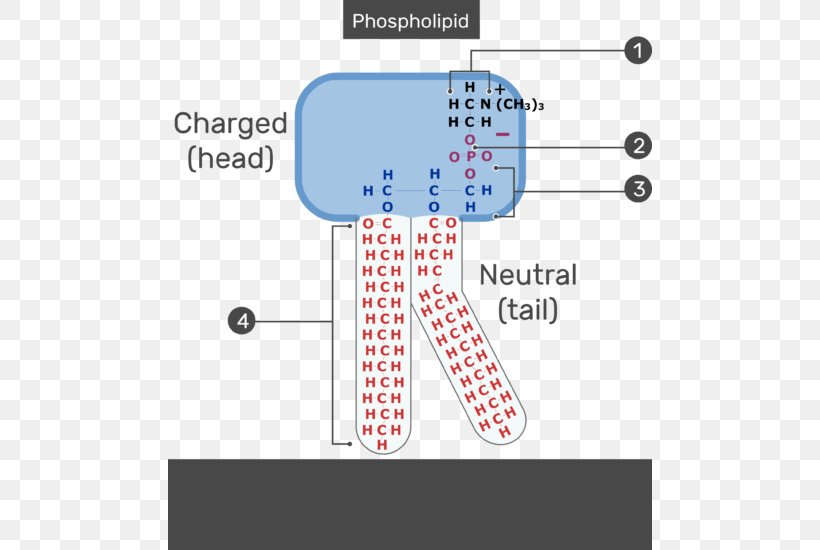 Lipid Bilayer Cell Membrane Phospholipid Biological Membrane Membrane Lipids, PNG, 484x550px, Lipid Bilayer, Area, Bilayer, Biological Membrane, Biology Download Free