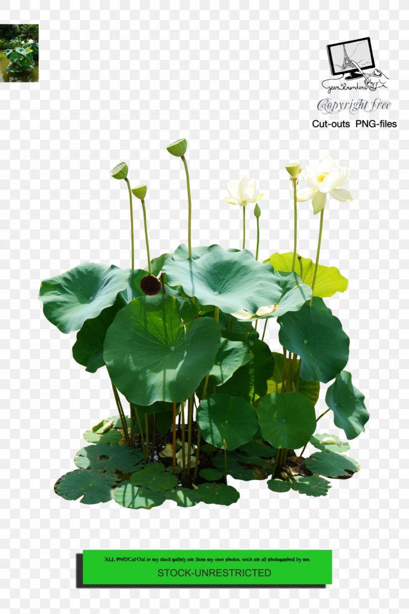 Nelumbo Nucifera Lotus Effect Floral Design Clip Art, PNG, 1024x1538px, Nelumbo Nucifera, Annual Plant, Flora, Floral Design, Floristry Download Free