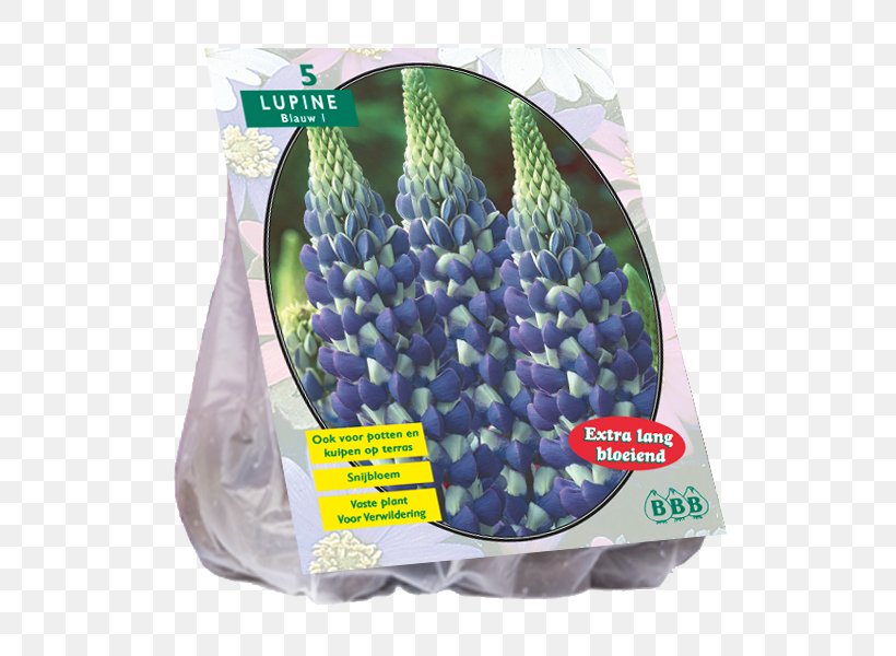 Powell's Swamp Lily Tulip Bulb Hyacinth Embryophyta, PNG, 800x600px, Tulip, Allium, Bolgewas, Bulb, Crinum Download Free