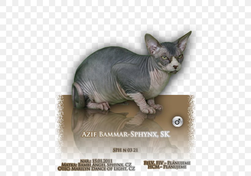 Sphynx Cat Donskoy Peterbald Ukrainian Levkoy Whiskers, PNG, 500x575px, Sphynx Cat, Carnivoran, Cat, Cat Like Mammal, Domestic Short Haired Cat Download Free