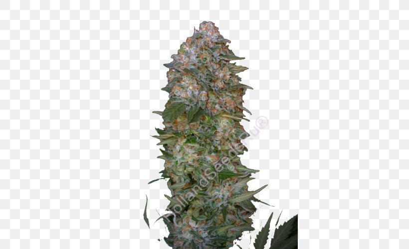 Autoflowering Cannabis Seed Haze Marijuana Cannabis Sativa, PNG, 500x500px, Autoflowering Cannabis, Adaptation, Afghan, Cannabis Sativa, Dominance Download Free