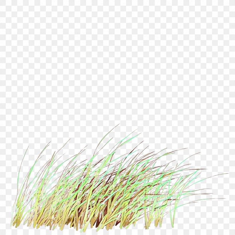 Green Grass Background, PNG, 1024x1024px, Grass, Chrysopogon Zizanioides, Commodity, Grass Family, Grasses Download Free