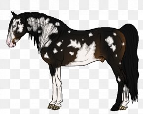 Seal Brown - Mane Mustang Stallion Foal Mare PNG