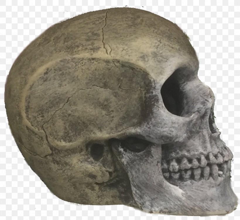 Skull Skeleton Jaw, PNG, 933x857px, Skull, Bone, Head, Jaw, Skeleton Download Free