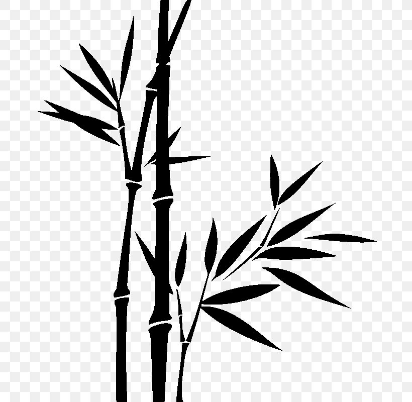 Bamboo Drawing, PNG, 800x800px, Bamboo, Bamboo Floor, Black And White, Branch, Drawing Download Free
