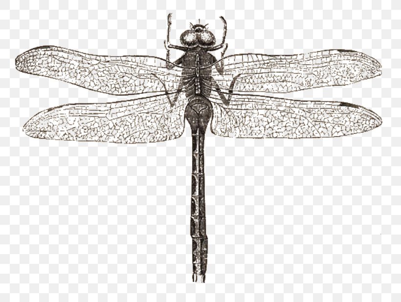 Dragonfly Butterfly Drawing Libellula, PNG, 768x618px, Dragonfly, Animal, Arthropod, Beetle, Black And White Download Free