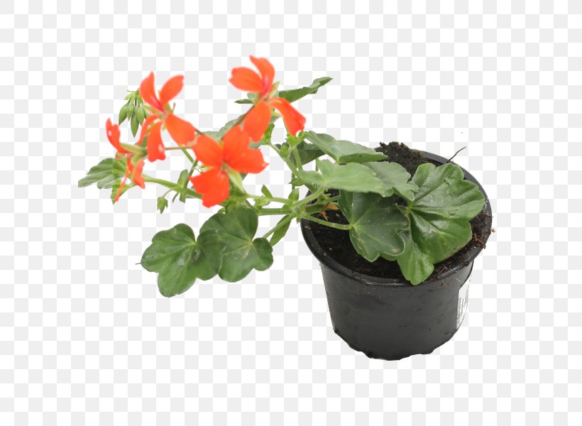 Ivy Geranium Houseplant Begonia Flowerpot, PNG, 600x600px, Ivy Geranium, Balcony, Begonia, Centimeter, Flower Download Free