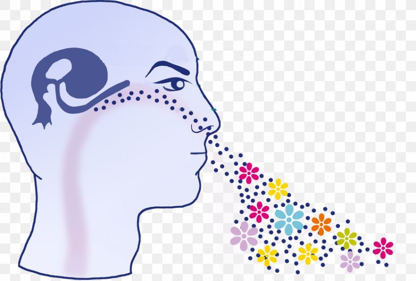 Nose Dr. Med. Anne Rollin Odor Olfaction Human Body, PNG, 870x588px, Watercolor, Cartoon, Flower, Frame, Heart Download Free
