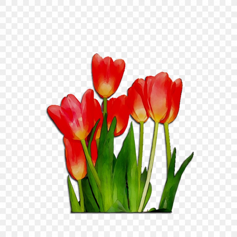 Tulip Cut Flowers Plant Stem Bud Petal, PNG, 1190x1190px, Tulip, Artificial Flower, Botany, Bud, Crocus Download Free
