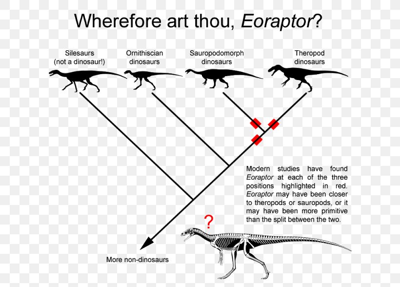 Eoraptor Lunensis Carnotaurus Theropods Drawing Dinosaur, PNG, 640x588px, Eoraptor Lunensis, Anatomy, Area, Basal, Black Download Free