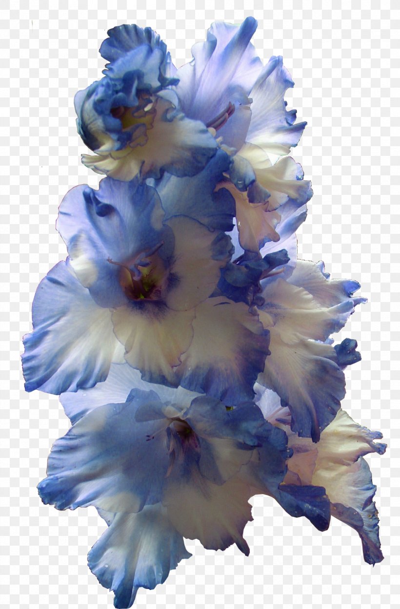 Gladiolus Flower Bulb Larkspur Blue, PNG, 1195x1822px, Gladiolus, Birth Flower, Blue, Bulb, Cut Flowers Download Free