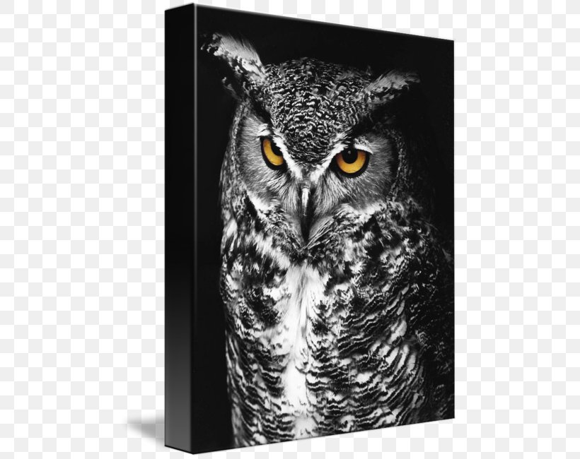Great Horned Owl Bird Of Prey Black And White, PNG, 479x650px, Owl, Beak, Bird, Bird Of Prey, Black Download Free