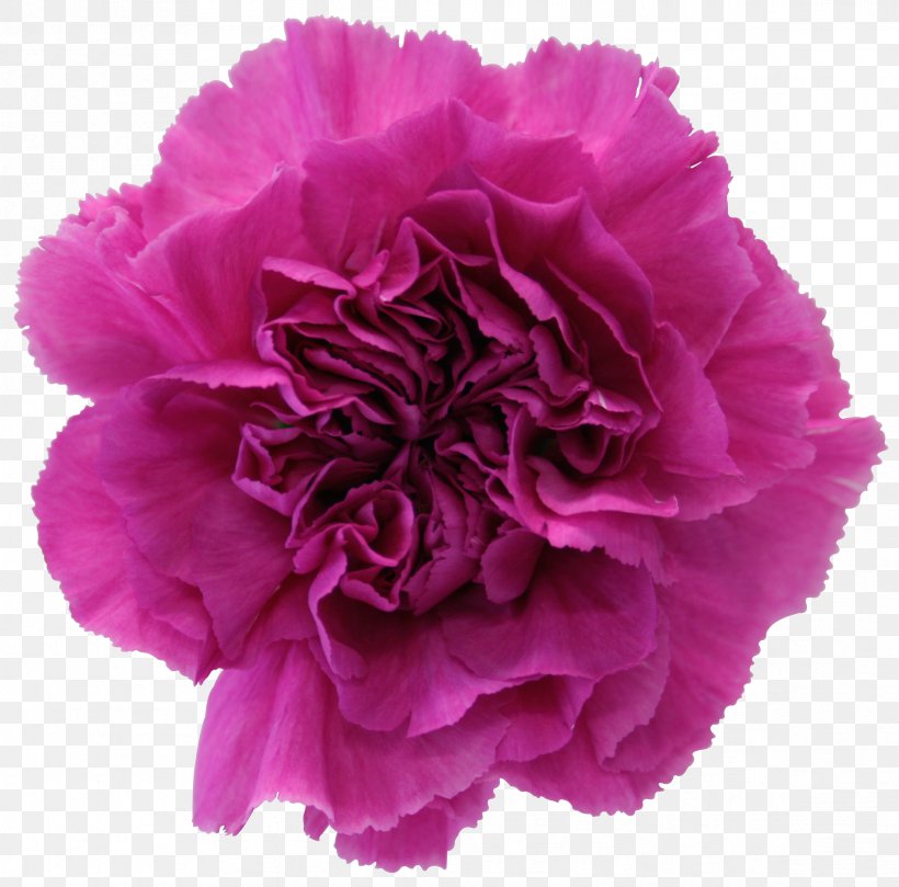 Carnation Cut Flowers Garden Roses Petal, PNG, 2334x2304px, Carnation, Color, Cut Flowers, Dianthus, Floral Design Download Free