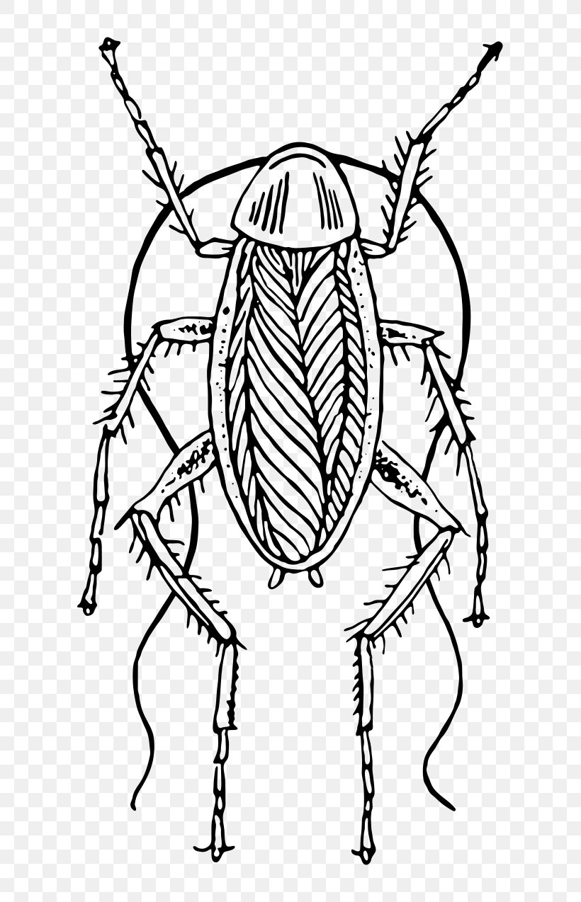 Cockroach Drawing Animal Clip Art, PNG, 655x1274px, Cockroach, Animal, Art, Artwork, Black And White Download Free