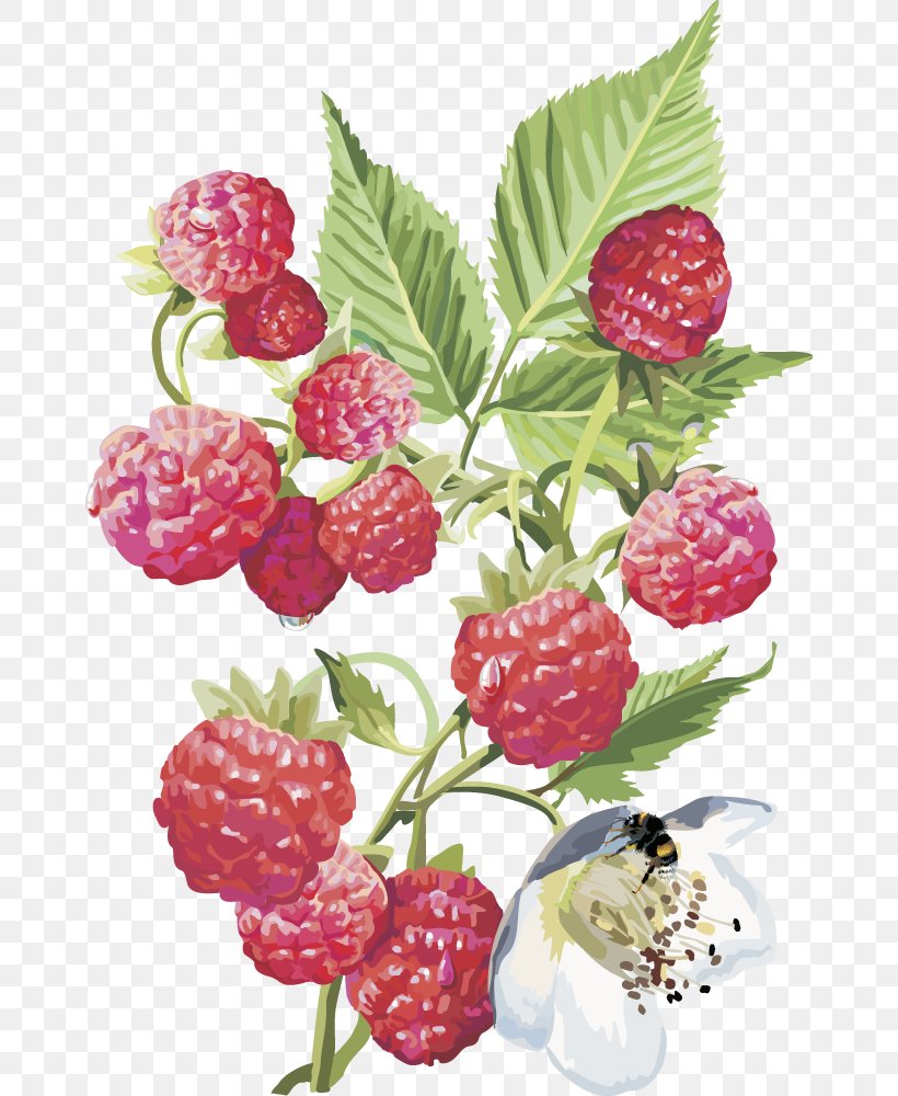 Frutti Di Bosco Red Raspberry Rosales Shrub, PNG, 664x1000px, Frutti Di Bosco, Berry, Blackberry, Boysenberry, Drawing Download Free
