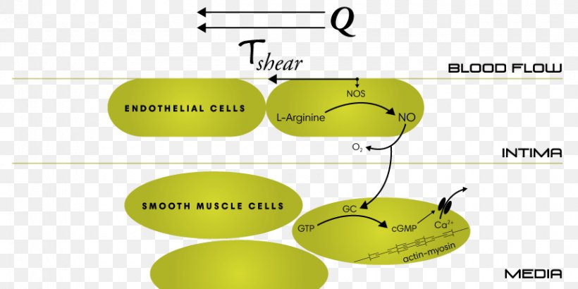 Nitric Oxide Skeletal-muscle Pump Diagram Citrulline, PNG, 860x430px, Nitric Oxide, Arginine, Blood, Blood Vessel, Brand Download Free