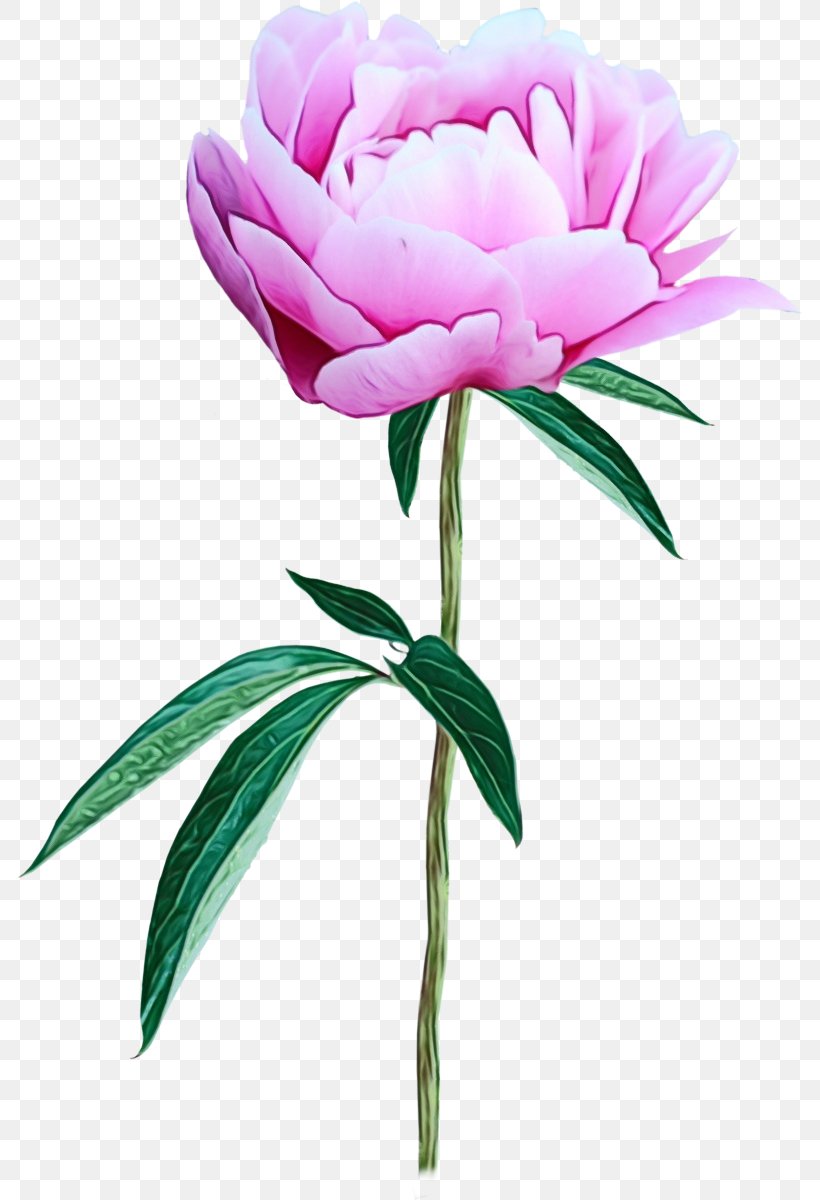 Peony Flower Clip Art Photography Image, PNG, 786x1200px, Peony, Art, Botany, Chinese Peony, Common Peony Download Free
