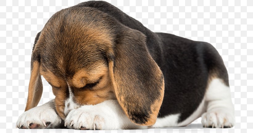 Beagle Puppy Dobermann Dogue De Bordeaux German Pinscher, PNG, 729x434px, Beagle, Alaskan Malamute, American Staffordshire Terrier, Companion Dog, Cuteness Download Free
