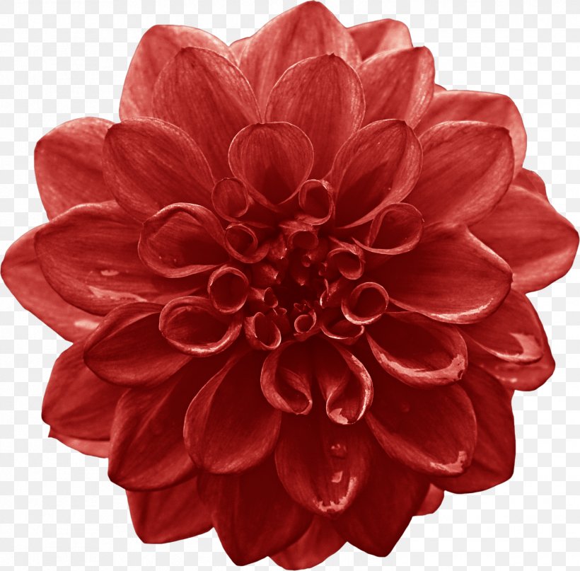 Dahlia Cut Flowers Red Lilium, PNG, 1498x1475px, Dahlia, Artificial Flower, Cut Flowers, Daisy Family, Flower Download Free