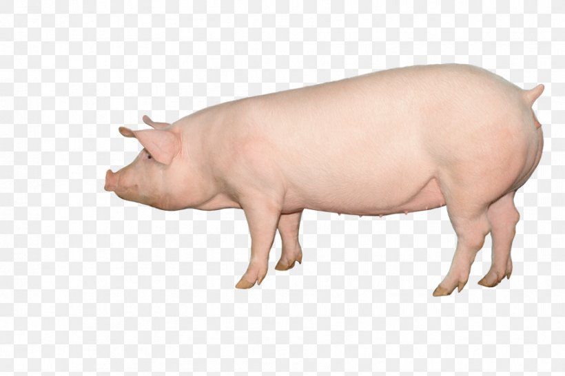 Large White Pig Hampshire Pig Duroc Pig British Landrace Pig Large Black Pig, PNG, 907x605px, Large White Pig, Animal Breeding, Breed, British Landrace Pig, Business Download Free