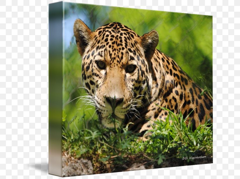 Leopard Jaguar Cheetah Canvas Print Whiskers, PNG, 650x612px, Leopard, Animal, Art, Big Cats, Canvas Download Free