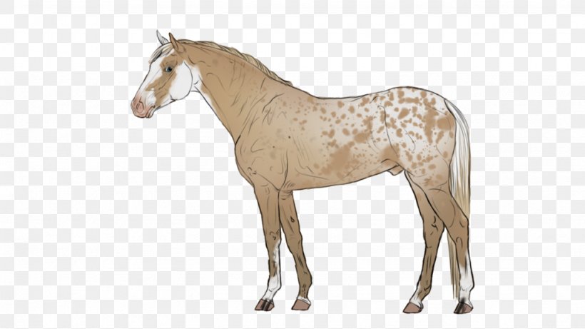 Mane Stallion Mustang Appaloosa Foal, PNG, 1024x576px, Mane, Animal Figure, Appaloosa, Bridle, Color Download Free