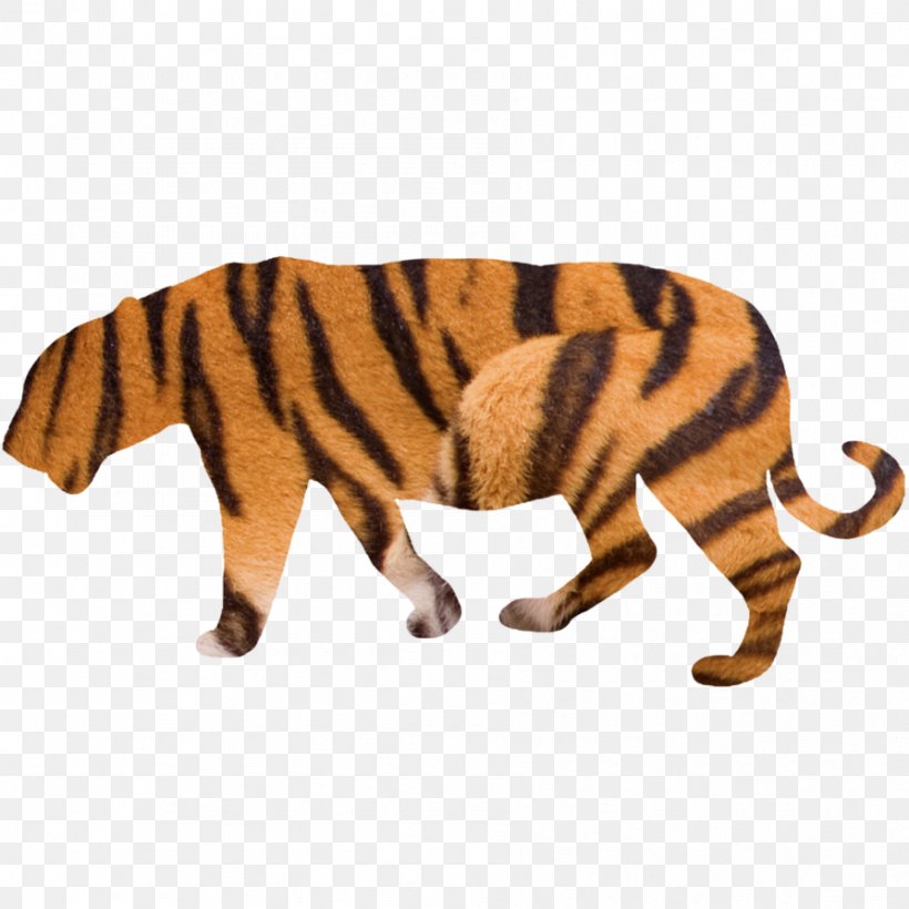 Tiger Big Cat 30 November, PNG, 894x894px, 30 November, Tiger, Animal, Animal Figure, Big Cat Download Free
