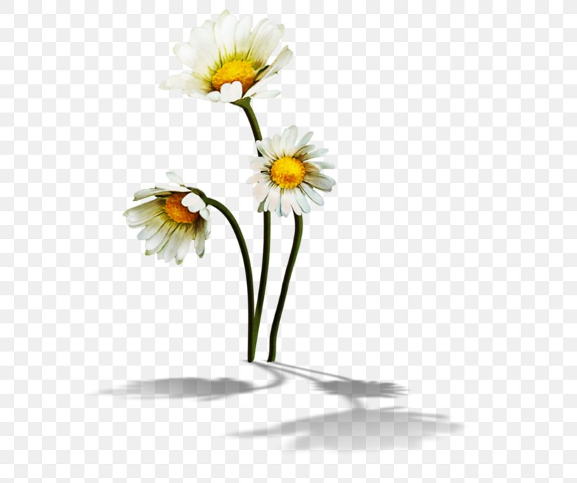 Chamomile Flower Common Daisy Clip Art, PNG, 600x687px, Chamomile, Common Daisy, Cut Flowers, Daisy, Daisy Family Download Free