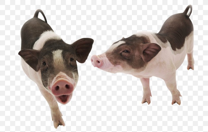 Domestic Pig Dog Pet Wallpaper, PNG, 1024x655px, Domestic Pig, Animal, Breed, Common Chimpanzee, Cuteness Download Free