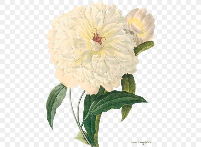 Peony Botany Botanical Prints Art Printmaking, PNG, 444x599px, Peony, Annual Plant, Art, Botanical Illustration, Botanical Prints Download Free