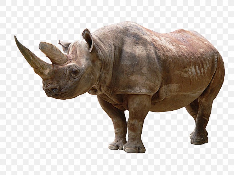 Rhinoceros Icon, PNG, 1000x751px, Nashorn, Ecmascript, Fauna, Horn, Java Download Free