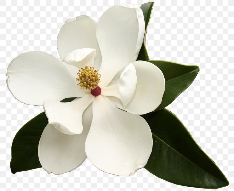 Southern Magnolia Virginia Sweetspire Flower Garden Club Evergreen, PNG, 800x669px, Southern Magnolia, Cut Flowers, Evergreen, Floral Design, Flower Download Free
