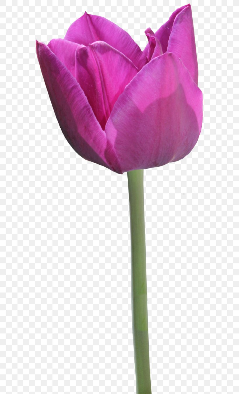 Tulip Flower, PNG, 593x1347px, Tulip, Cut Flowers, Deviantart, Flower, Flowering Plant Download Free