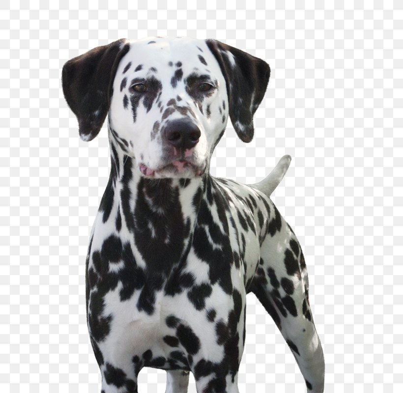 Dalmatian Dog Canidae Non-sporting Group Non-profit Organisation Dog Breed, PNG, 662x800px, Dalmatian Dog, Animal, Breed, Canidae, Carnivoran Download Free