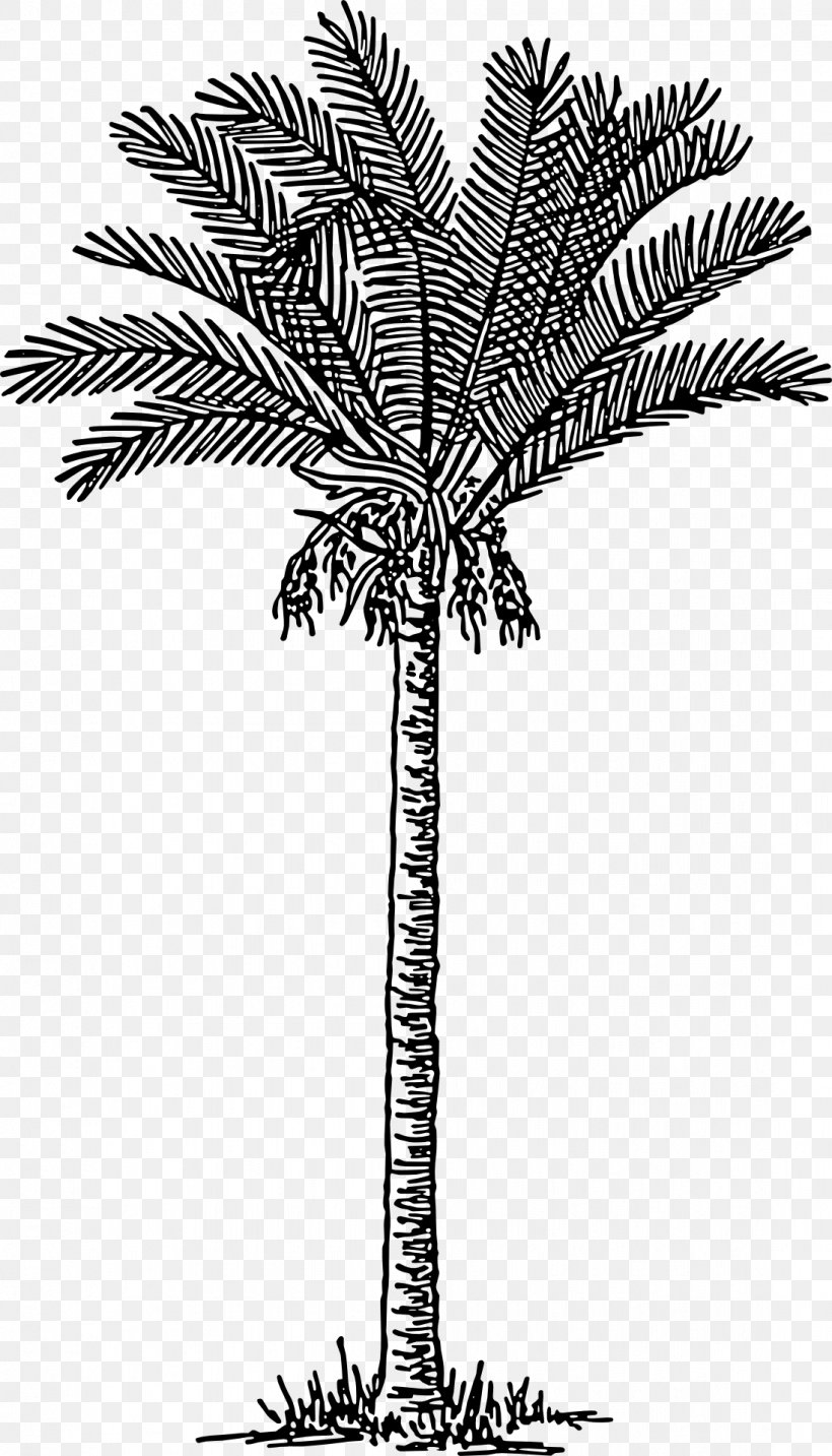 Date Palm Arecaceae Clip Art, PNG, 1098x1920px, Date Palm, African Oil Palm, Arecaceae, Arecales, Black And White Download Free
