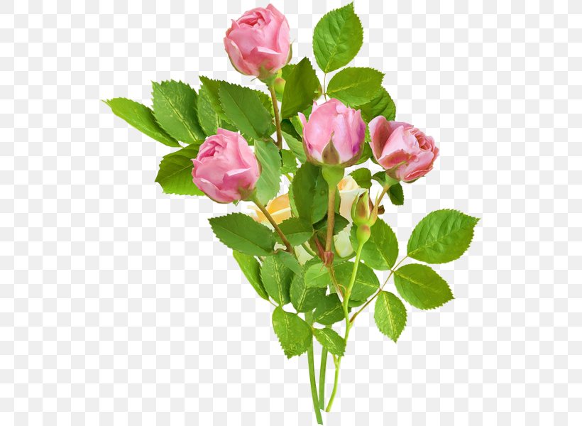 Garden Roses Cabbage Rose Clip Art Floribunda, PNG, 539x600px, Garden Roses, Artificial Flower, Botany, Branch, Bud Download Free