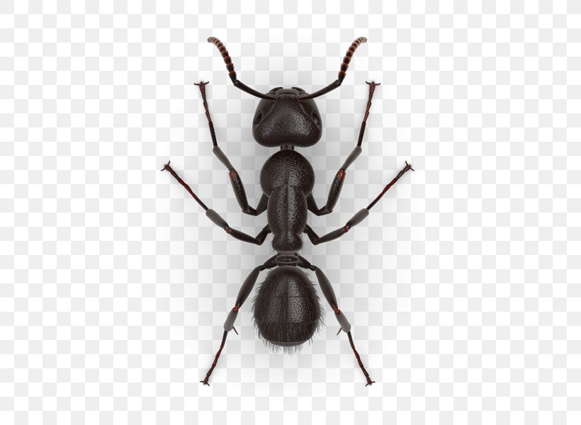 Jack Jumper Ant Black Carpenter Ant Tapinoma Sessile Pest, PNG, 425x600px, Ant, Arthropod, Beetle, Black Carpenter Ant, Black Garden Ant Download Free