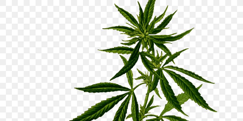 Medical Cannabis Hemp Plant Cannabis Sativa, PNG, 680x409px, Cannabis, Cannabaceae, Cannabidiol, Cannabis Sativa, Cannabis Shop Download Free