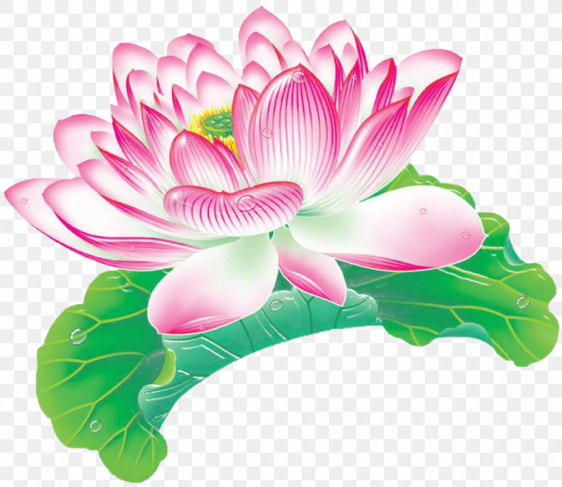 Nelumbo Nucifera Lotus Effect Material Aquatic Plant, PNG, 1000x867px, Nelumbo Nucifera, Aquatic Plant, Cut Flowers, Flora, Floral Design Download Free