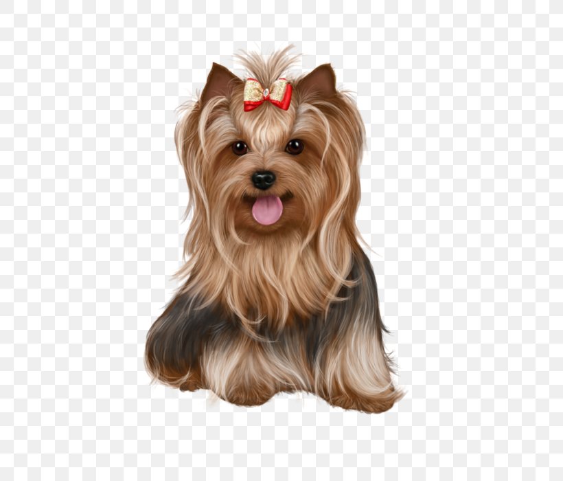 Yorkshire Terrier Biewer Terrier Puppy Cairn Terrier Image, PNG, 695x700px, Yorkshire Terrier, Animal, Australian Silky Terrier, Biewer Terrier, Breed Download Free