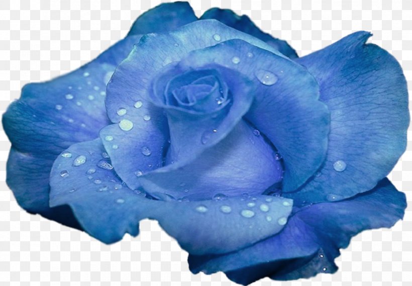 Blue Rose Flower Garden Roses, PNG, 1235x858px, Blue Rose, Azure, Blue, Color, Cut Flowers Download Free