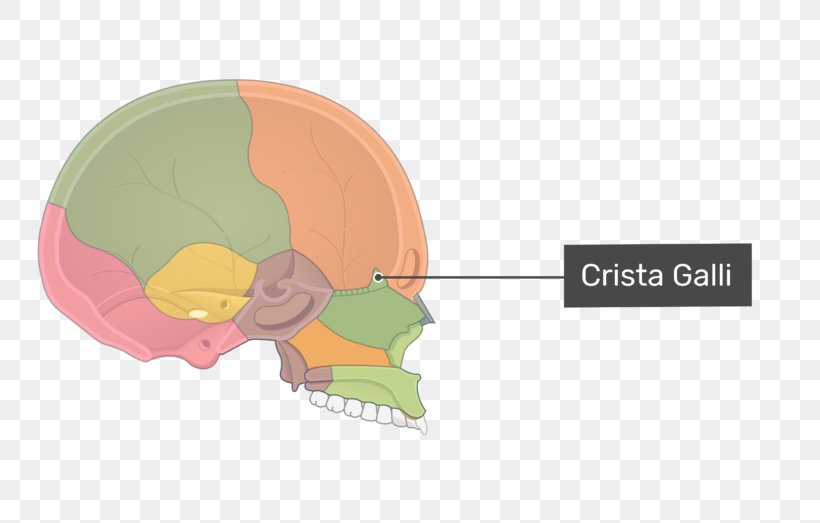 Ethmoid Bone Ethmoid Sinus Skull Crista Galli, PNG, 770x523px, Watercolor, Cartoon, Flower, Frame, Heart Download Free