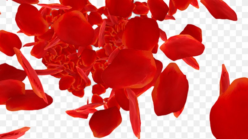 Beach Rose Petal Red Download, PNG, 1000x564px, Beach Rose, Channel, Cut Flowers, Flower, Fundal Download Free