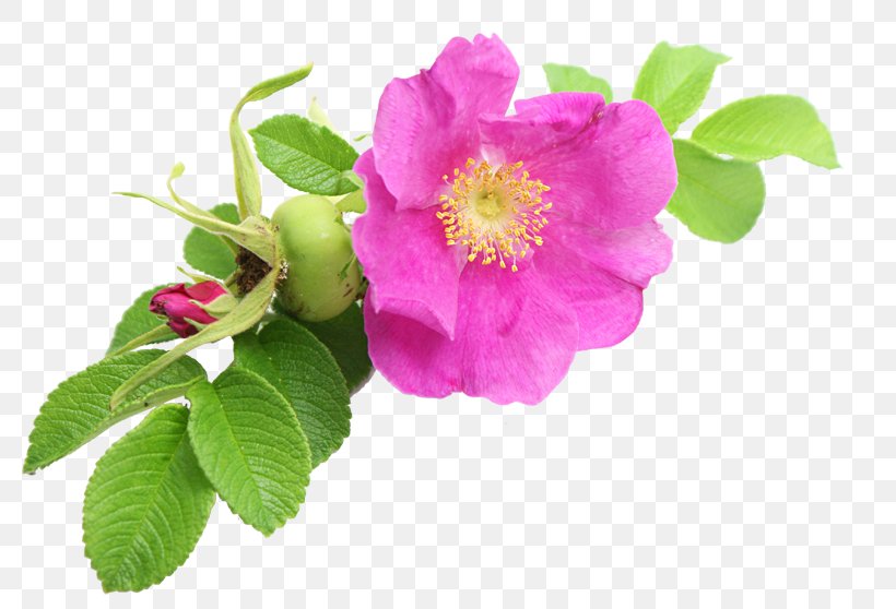 Cabbage Rose Dog-rose Rose Hip Seed Oil Essential Oil, PNG, 800x558px, Cabbage Rose, Argan Oil, Cosmetics, Dogrose, Essential Oil Download Free