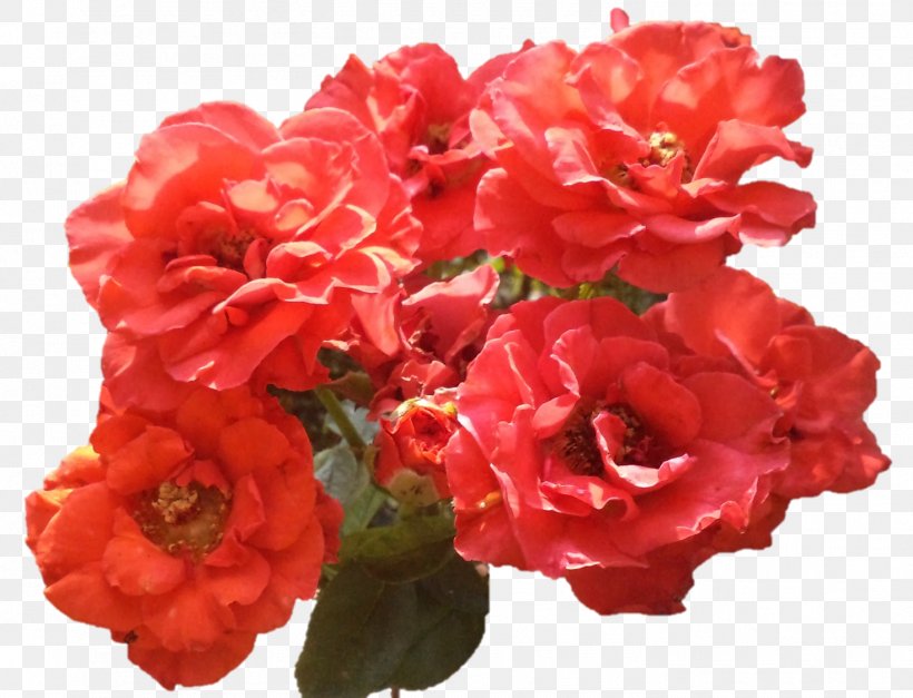 Floribunda Garden Roses Begonia Annual Plant, PNG, 1469x1125px, Floribunda, Annual Plant, Azalea, Begonia, China Rose Download Free