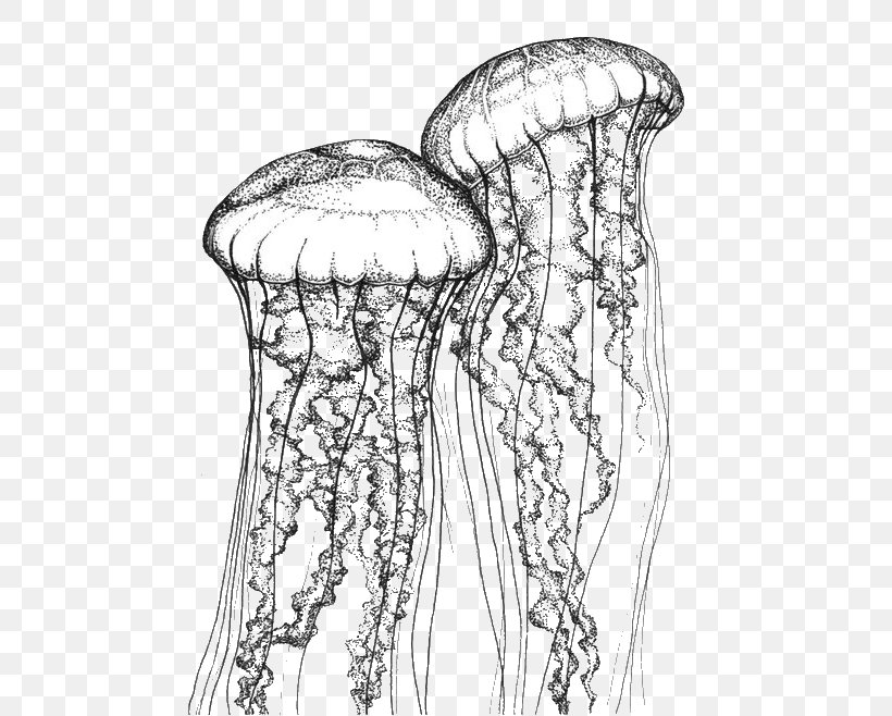 Jellyfish Stippling Chrysaora Quinquecirrha Drawing Chrysaora Fuscescens, PNG, 567x658px, Watercolor, Cartoon, Flower, Frame, Heart Download Free
