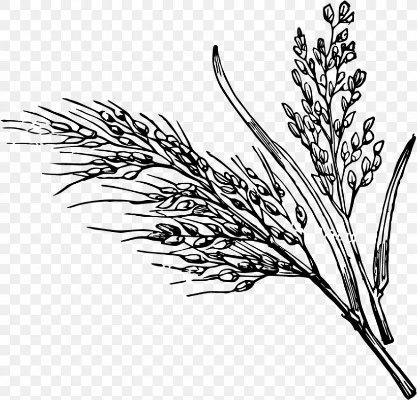 Plant Elymus Repens Grass Grass Family Twig, PNG, 872x838px, Plant, Branch, Elymus Repens, Flower, Grass Download Free