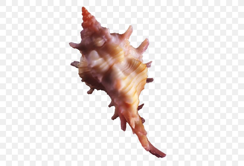 Seashell Conch Computer Graphics, PNG, 472x558px, Seashell, Computer Graphics, Conch, Conchology, Google Images Download Free